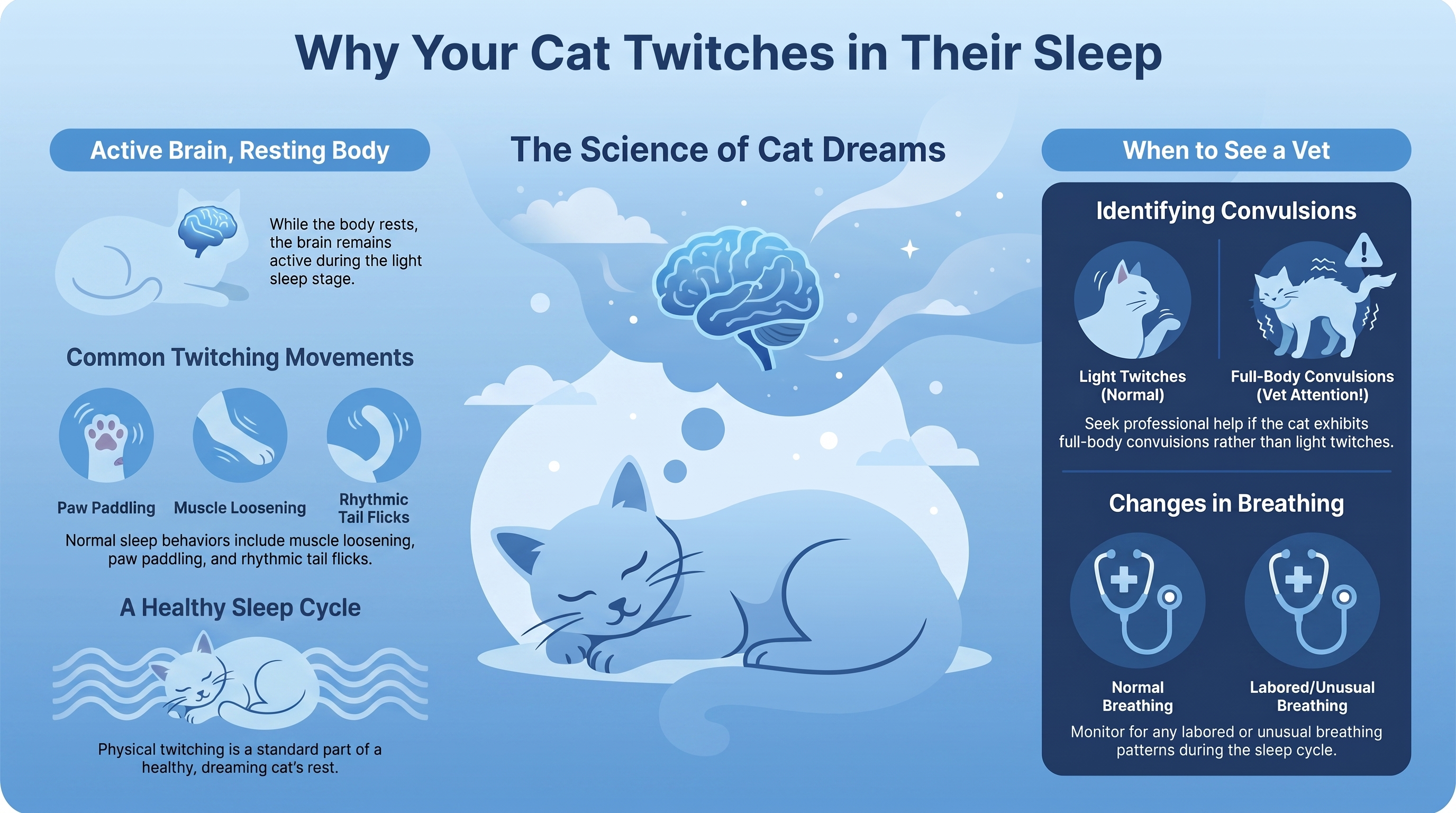 Cat Twitching in Sleep — infographic